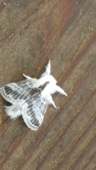 Tolype velleda