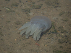 Acromitus flagellatus