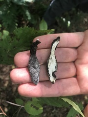 Xylaria polymorpha