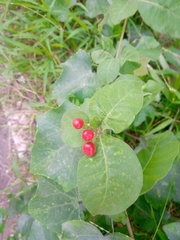 Rauvolfia tetraphylla