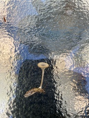 Pseudoclitocybe cyathiformis