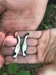 Xylaria polymorpha