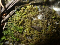 Ptilidium pulcherrimum