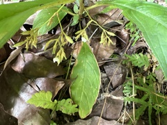 Rhynchotechum discolor