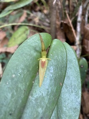 Pleurothallis microcardia