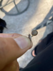 Pseudoclitocybe cyathiformis