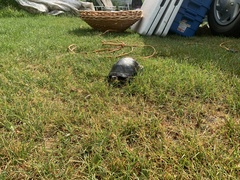 Emydoidea blandingii