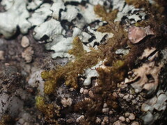 Ptilidium pulcherrimum