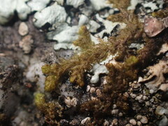 Ptilidium pulcherrimum