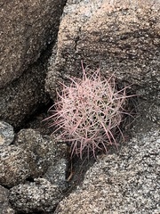 Ferocactus cylindraceus