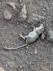 Chaetodipus penicillatus