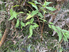 Prostanthera lasianthos