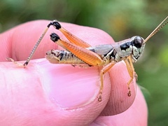Melanoplini