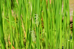 Eleocharis dulcis