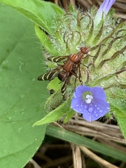 Tritoxa incurva