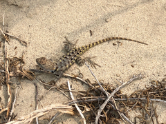 Sceloporus uniformis