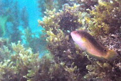 Austrolabrus maculatus