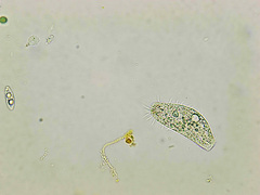 Hypotrichia