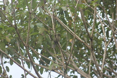 Thraupis palmarum