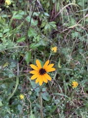 Helianthus atrorubens