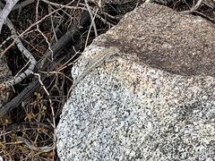 Uta stansburiana elegans