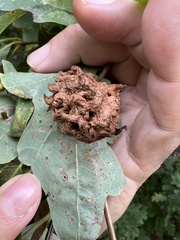 Callirhytis seminator