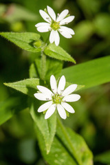 Stellaria pubera