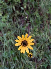 Helianthus atrorubens