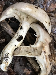 Lactarius argillaceifolius