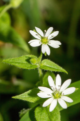Stellaria pubera