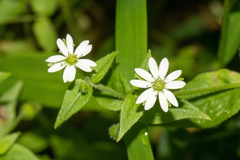 Stellaria pubera