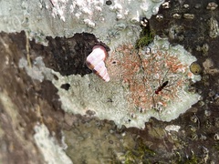 Parachondria