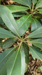 Rhododendron maximum