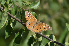 Asterocampa celtis antonia
