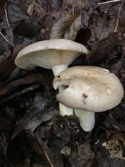 Lactarius argillaceifolius