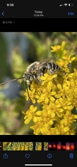 Eumelissodes