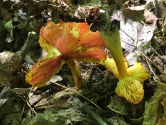 Hygrocybe acutoconica