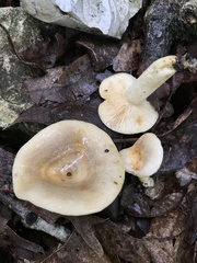 Lactarius cinereus