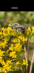 Eumelissodes