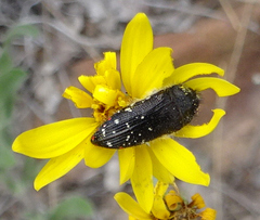 Acmaeodera rubronotata