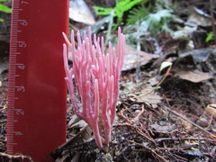 Clavaria schaefferi