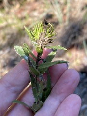 Grindelia lanceolata