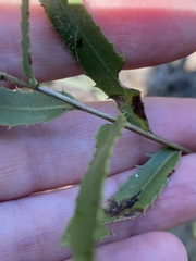 Grindelia lanceolata