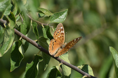 Asterocampa celtis antonia