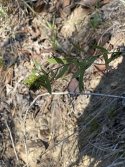 Grindelia lanceolata