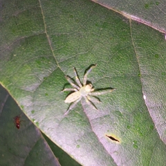 Lyssomanes viridis