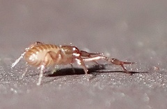 Chthoniidae