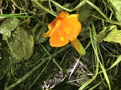Hygrocybe acutoconica