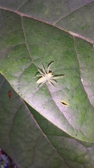 Lyssomanes viridis
