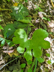 Sanguinaria canadensis